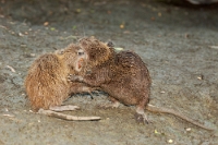 0669 Myocastor coypus (Nutria)